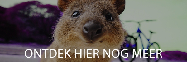 dierendag