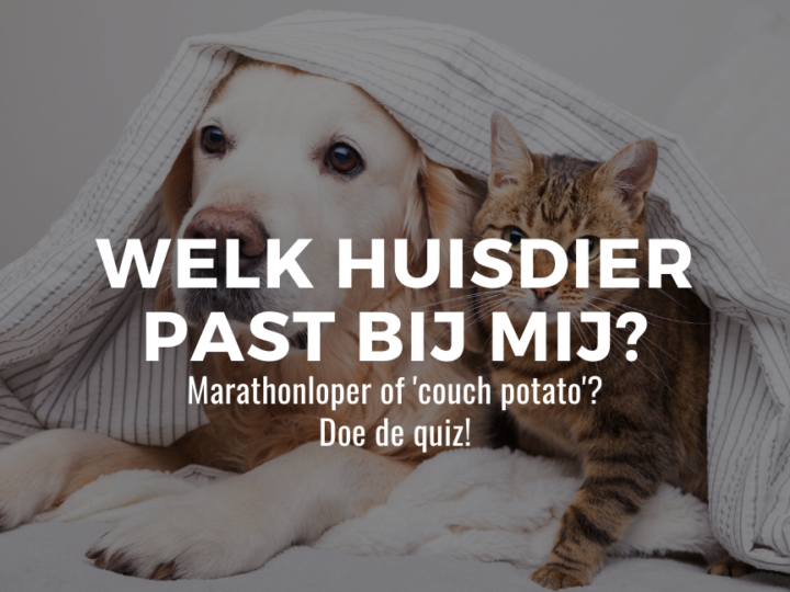 Welk huisdier past bij mij?