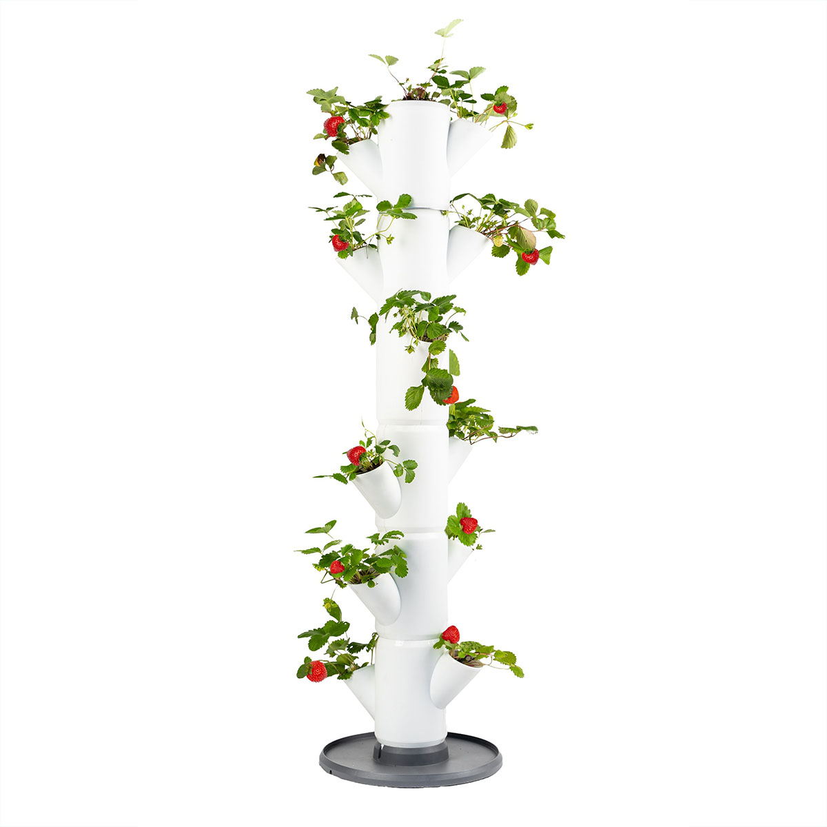 Sissi aardbeiboom voor balkon of terras