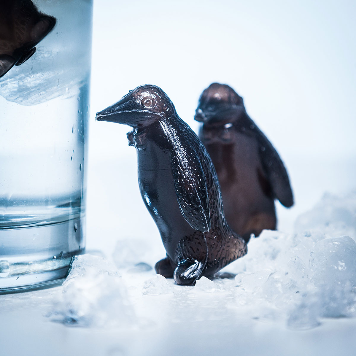 Pinguïn coolers