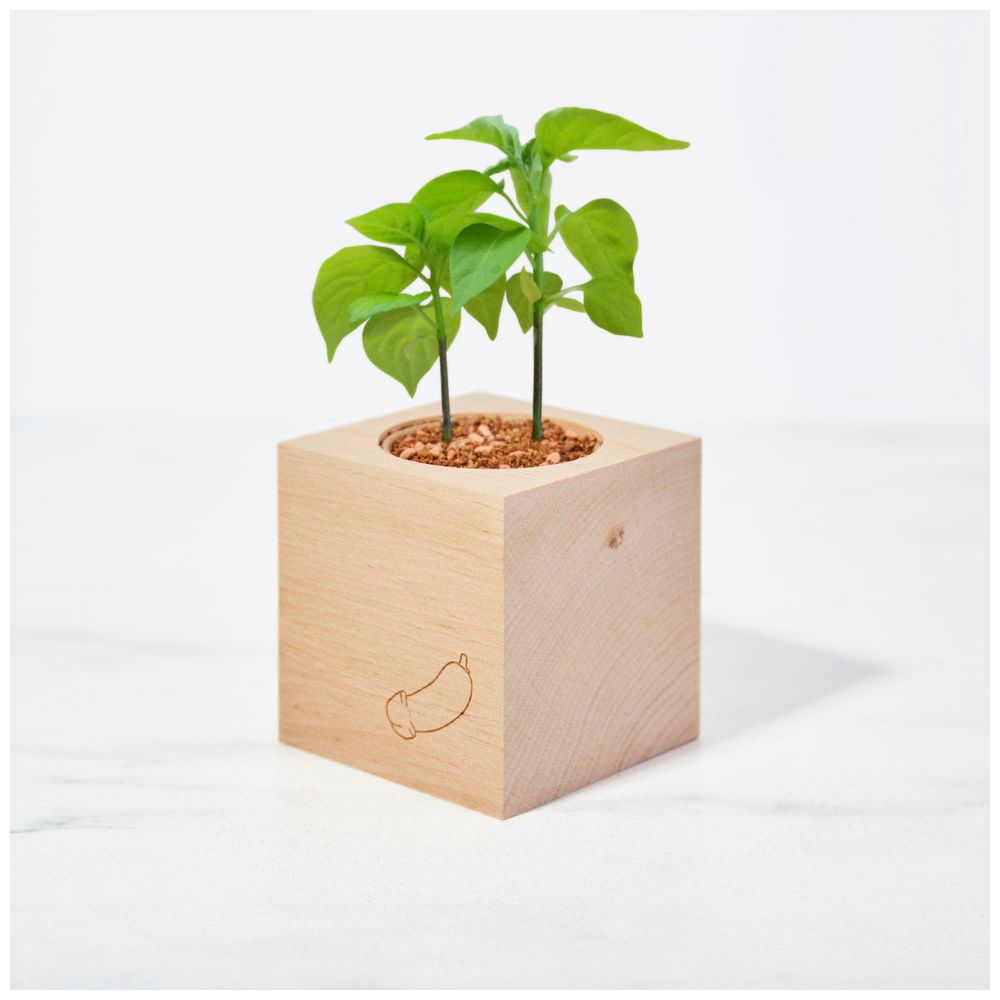 Ecocube Plantje Grow A Dick Chili