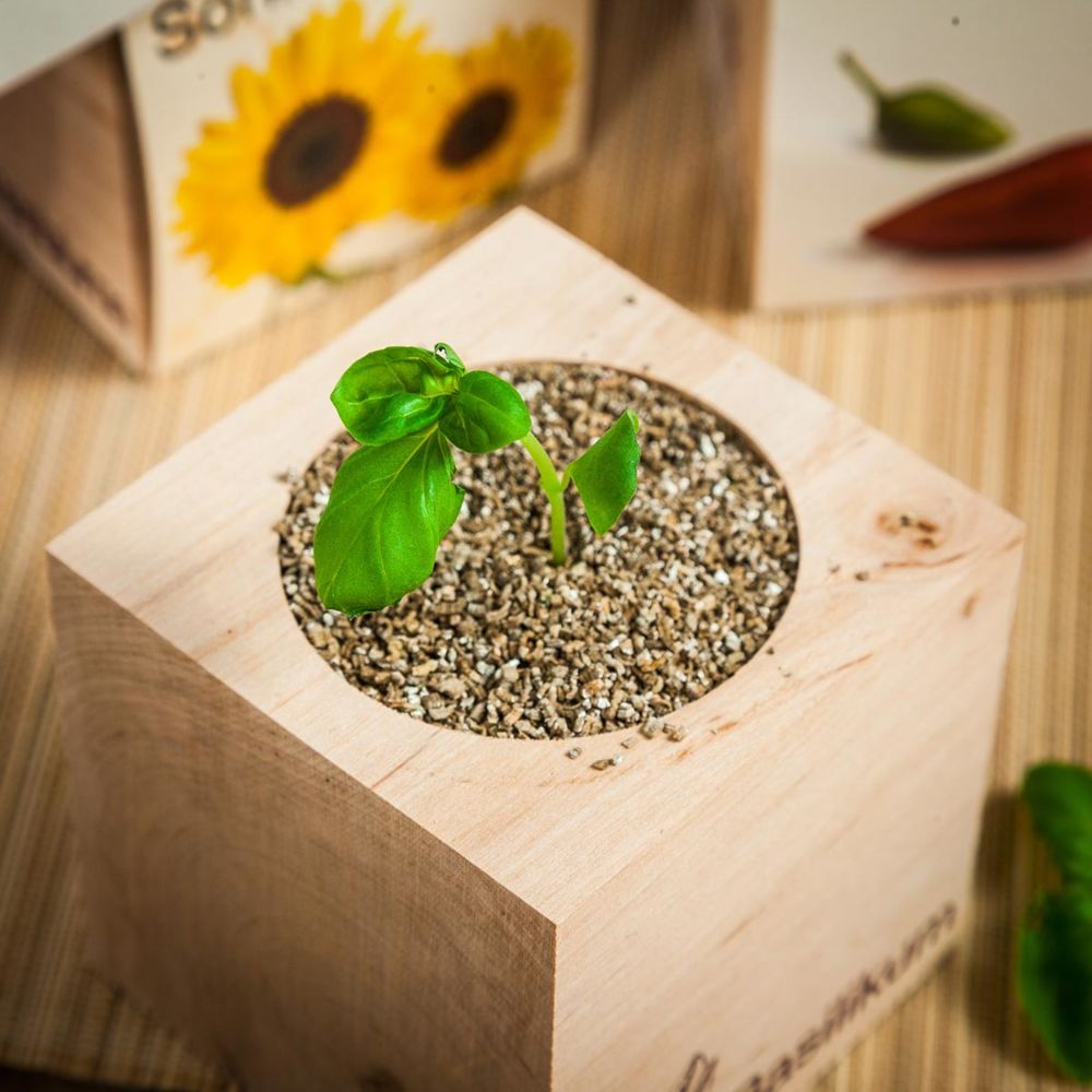 ecocube - planten in houtblokken