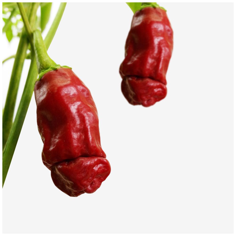 Ecocube Plantje Grow A Dick Chili