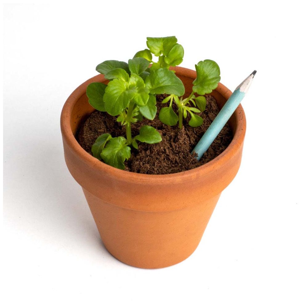 Plantbare potloden set van 5
