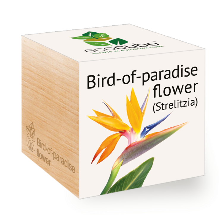 Paradijsvogel - Ecocube planten in houtblokken