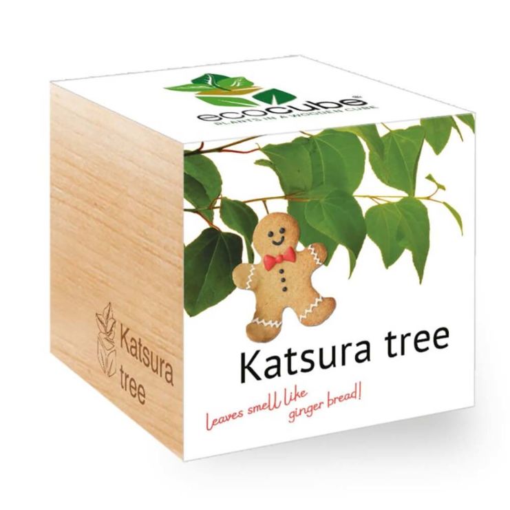 Katsuraboom (Peperkoek-boom) (engels) - Ecocube planten in houten blokken