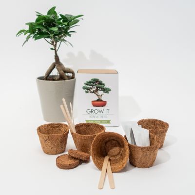 verjaardagscadeau-voor-30-grow-it-bonsai-boom