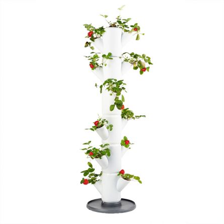 Sissi aardbeiboom voor balkon of terras
