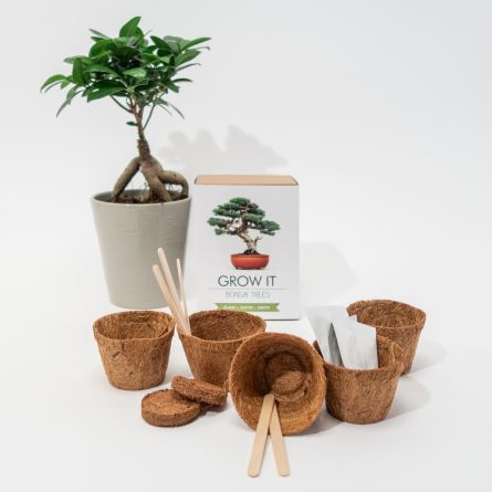 Grow It Bonsai boom