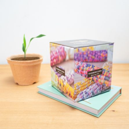 Regenboog maiskolf growing kit