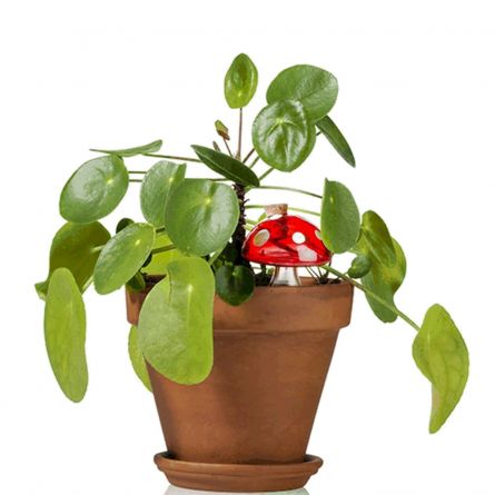 Water champignon voor kamerplanten