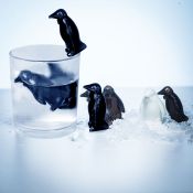 Pinguïn coolers