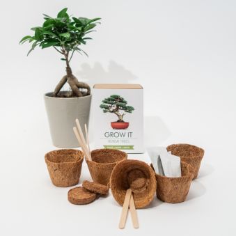 Grow It Bonsai boom