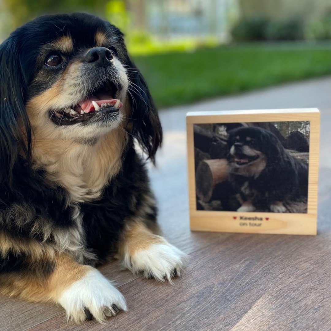Huisdieren cadeau vierkantige foto op hout met tekst Huisdieren cadeau vierkantige foto op hout met tekst